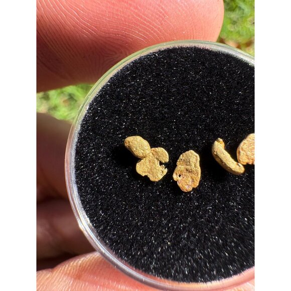 California Gold Nuggets in Display Case - 0.32 grams - Picture 3 of 7